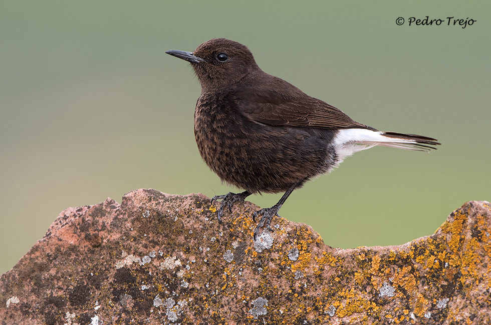 Collalba negra (Oenanthe leucura)